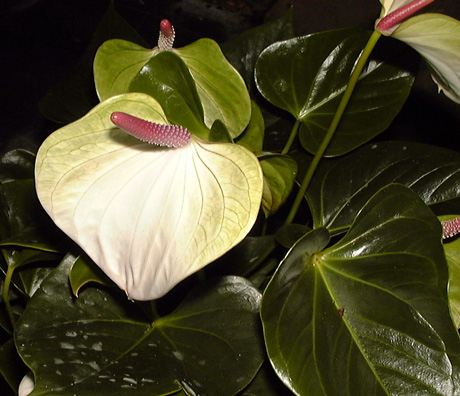 Pépinière Palmaris Anthurium andreanum