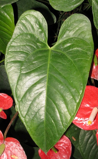 Pépinière Palmaris Anthurium andreanum