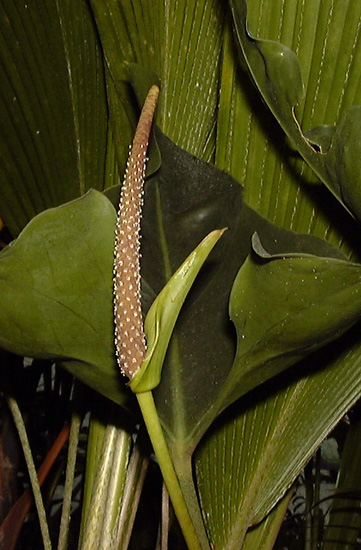 Pépinière Palmaris Anthurium "Arrow"