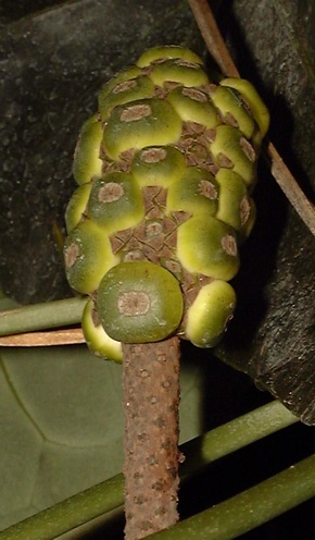 Pépinière Palmaris Anthurium "Arrow"