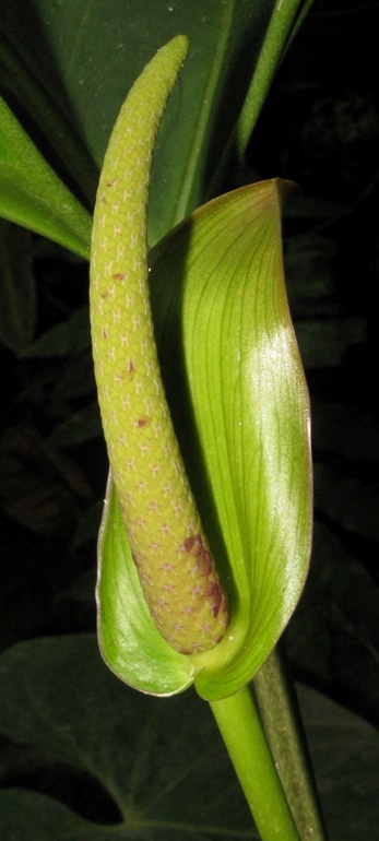 Pépinière Palmaris Anthurium "Arrow"