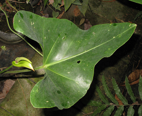 Pépinière Palmaris Anthurium "Arrow"