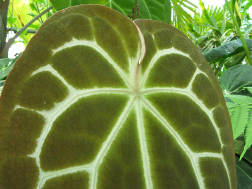 Pépinière Palmaris Anthurium crystallinum