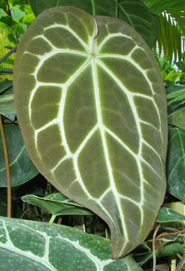 Pépinière Palmaris Anthurium crystallinum