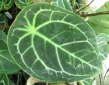 Pépinière Palmaris Anthurium crystallinum