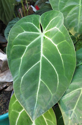 Pépinière Palmaris Anthurium crystallinum