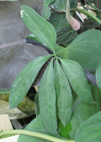 Pépinière Palmaris Anthurium digitatum