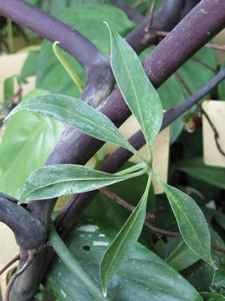 Pépinière Palmaris Anthurium digitatum