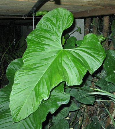 Pépinière Palmaris Anthurium dussii