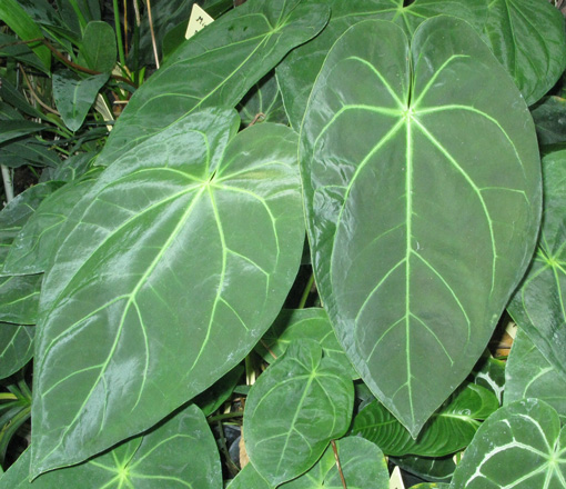 Pépinière Palmaris Anthurium papillaminum