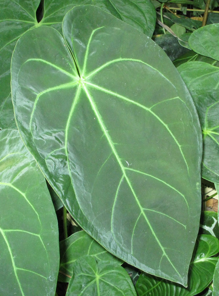 Pépinière Palmaris Anthurium papillaminum