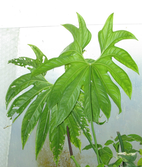 Pépinière Palmaris Anthurium pedatoradiatum