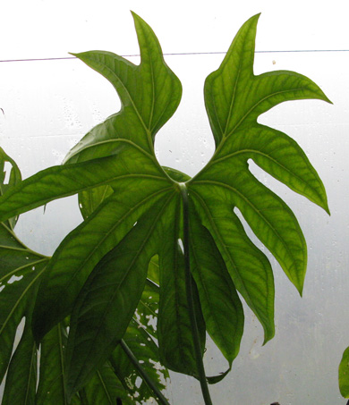 Pépinière Palmaris Anthurium pedatoradiatum