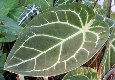 Pépinière Palmaris Anthurium regale