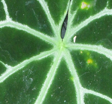 Pépinière Palmaris Anthurium polyschsitum