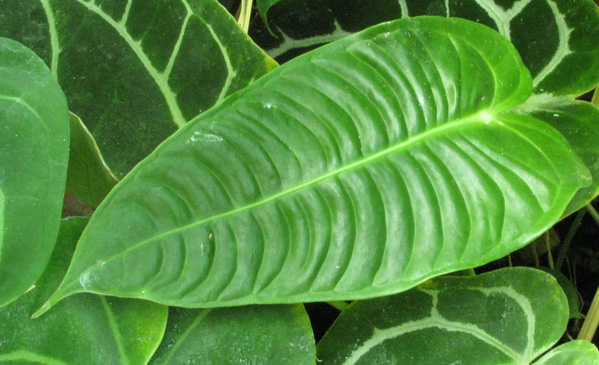 Pépinière Palmaris Anthurium veitchii