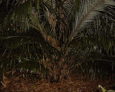 Arenga engleri