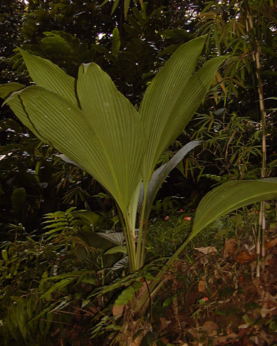 Pépinière Palmaris Asplundia insignis