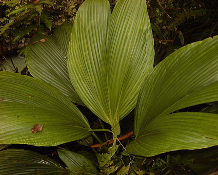 Pépinière Palmaris Asplundia insignis