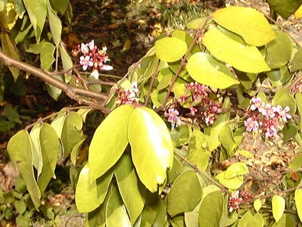 Pépinière Palmaris Averrhoea carambola