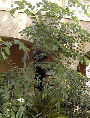 Pépinière Palmaris Bauhinia grandiflora