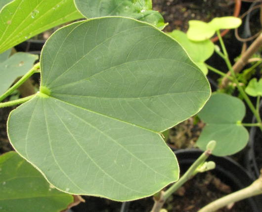 Pépinière Palmaris Bauhinia variegata