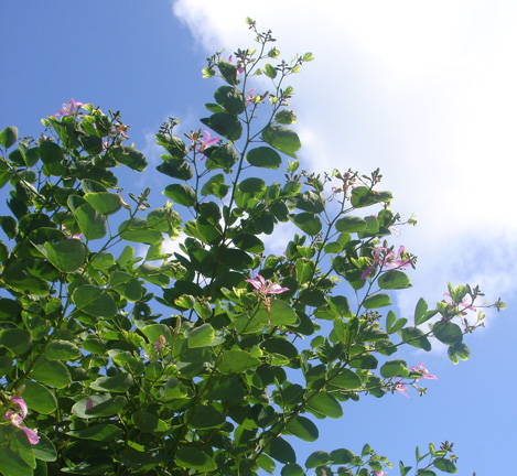 Pépinière Palmaris Bauhinia variegata