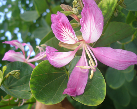 Pépinière Palmaris Bauhinia variegata