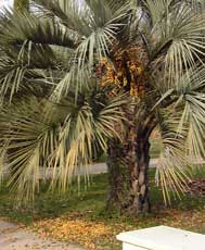 Pépinière Palmaris Butia capitata