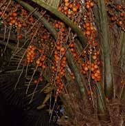 Pépinière Palmaris Butia capitata