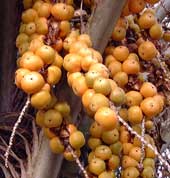 Pépinière Palmaris Butia capitata