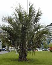 Pépinière Palmaris Butia capitata strictior