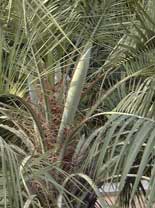 Pépinière Palmaris Butia capitata