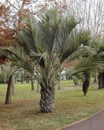 Pépinière Palmaris Butia capitata strictior