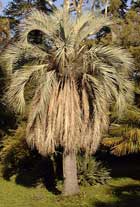 Pépinière Palmaris Butia capitata