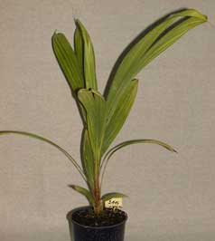 Pépinière Palmaris Beccariophoenix madagascariensis