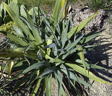 Pépinière Palmaris Beschoneria yuccoides 