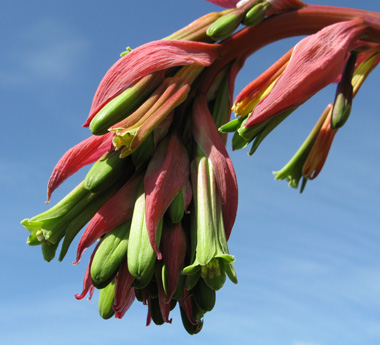 Pépinière Palmaris Beschoneria yuccoides 