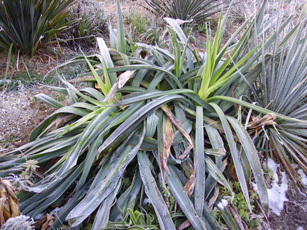 Pépinière Palmaris Beschoneria yuccoides 