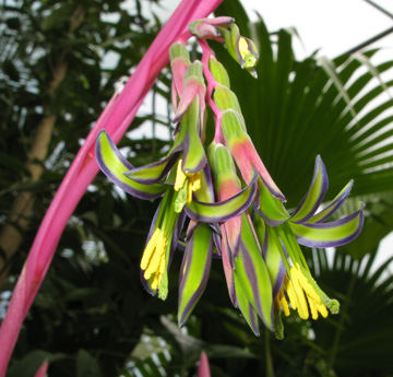 Pépinière Palmaris Billbergia nutans