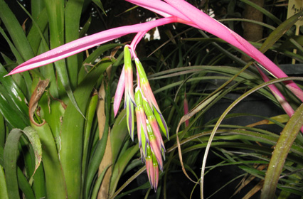 Pépinière Palmaris Billbergia nutans