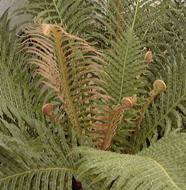 Pépinière Palmaris Blechnum brasiliense