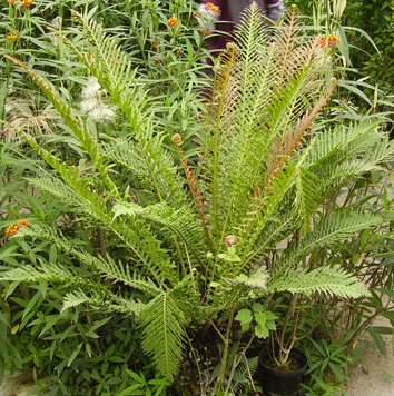 Pépinière Palmaris Blechnum brasiliense