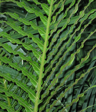 Pépinière Palmaris Blechnum brasiliense