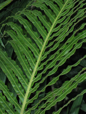 Pépinière Palmaris Blechnum brasiliense