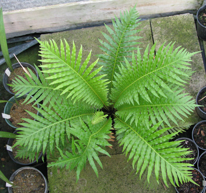 Pépinière Palmaris Blechnum gibbum 