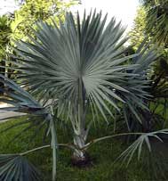 Pépinière Palmaris Bismarckia nobilis