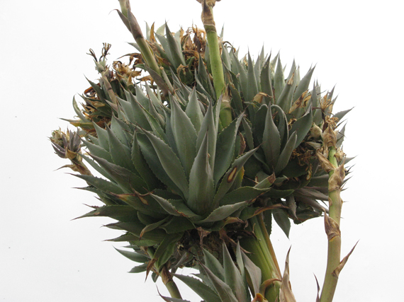 Bulbilles d'Agave atrovirens mirabilis Cactuseraie