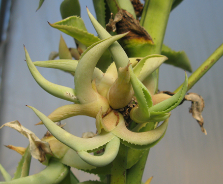 Bulbilles d'Agave braceana