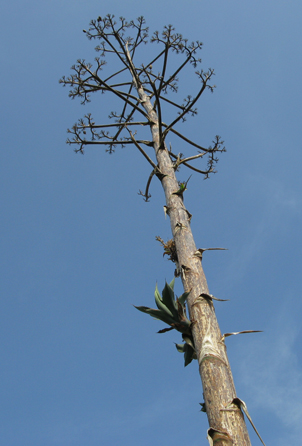 Rares bulbilles d'Agave salmiana 